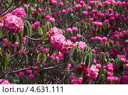 Цветущие рододендроны. Стоковое фото, фотограф Ready-made / Фотобанк Лори