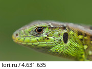 Портрет ящерицы (Lacerta agilis) Стоковое фото, фотограф Красилов Игорь / Фотобанк Лори