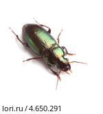 Харпалус бронзовый (Harpalus affinis) изолированный на белом. Стоковое фото, фотограф Виталий Гулай / Фотобанк Лори