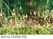 Мох Кукушкины слёзы. Polytrichum commune. Стоковое фото, фотограф Сметанова Наталия / Фотобанк Лори