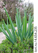 Лук-батун, или Татарка, или Дудчатый лук (лат. Allium fistulosum) Стоковое фото, фотограф Илюхина Наталья / Фотобанк Лори
