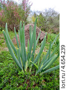 Лук-батун, или Татарка, или Дудчатый лук (лат. Allium fistulosum) Стоковое фото, фотограф Илюхина Наталья / Фотобанк Лори