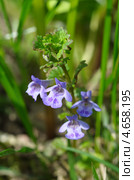 Будра плющевидная, кошачья мята (Glechoma hederacea) Стоковое фото, фотограф Елена Коромыслова / Фотобанк Лори