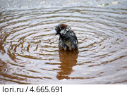 Грустный мокрый воробей в большой луже. Стоковое фото, фотограф Инна Грязнова / Фотобанк Лори