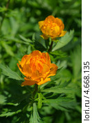 Купальница (Trollius) Стоковое фото, фотограф Елена Коромыслова / Фотобанк Лори