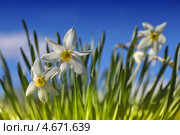 Нарцисс (лат. Narcissus) — род однодольных растений из семейства амариллисовых. Стоковое фото, фотограф Евгений Мухортов / Фотобанк Лори