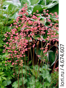 Гейхера (лат. Heuchera) — род многолетних травянистых растений семейства камнеломковых. Стоковое фото, фотограф Евгений Мухортов / Фотобанк Лори