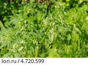 Зацветающая дикая морковь (Daucus carota) Стоковое фото, фотограф Елена Коромыслова / Фотобанк Лори