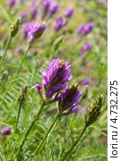 Люцерна посевная, Medicago sativa. Стоковое фото, фотограф Короленко Елена / Фотобанк Лори