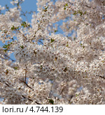 Белые цветы японской сакуры ( Prunus serrulata ) на фоне голубого неба. (квадрат) Стоковое фото, фотограф Ольга Липунова / Фотобанк Лори