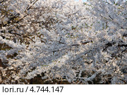 Ветка сакуры с белыми нежными цветами ( Prunus serrulata ) цветет весной. Стоковое фото, фотограф Ольга Липунова / Фотобанк Лори