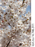 Ветка с нежными белыми цветами японской сакуры ( Prunus serrulata ) цветет весной. Стоковое фото, фотограф Ольга Липунова / Фотобанк Лори