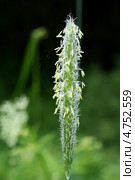 Цветение тимофеевки луговой (Phleum pratense) Стоковое фото, фотограф Щеголева Ольга / Фотобанк Лори