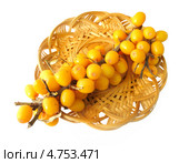 Ягоды облепихи (sea buckthorn - Hippophae rhamnoides) Стоковое фото, фотограф ElenArt / Фотобанк Лори