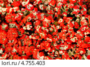 Кладония (ягель). Cladonia floerkeana. Стоковое фото, фотограф Григорий Писоцкий / Фотобанк Лори