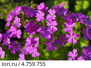 Первоцвет, или Примула (лат. Primula) — род растений из семейства Первоцветные (Primulaceae) порядка Верескоцветные (Ericales). Стоковое фото, фотограф Евгений Мухортов / Фотобанк Лори