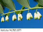 Цветущая купена многоцветковая (Polygonatum multiflorum) на фоне голубого неба. Стоковое фото, фотограф Елена Коромыслова / Фотобанк Лори