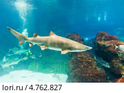 Тигровая акула (Carcharias taurus) под водой. Стоковое фото, фотограф Валерия Лузина / Фотобанк Лори