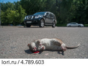 Попавшая под автомобиль крыса на проезжей части. Стоковое фото, фотограф Сайганов Александр / Фотобанк Лори