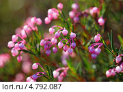Подбел многолистный — Andromeda polifolia L. Цветок. Стоковое фото, фотограф Григорий Писоцкий / Фотобанк Лори