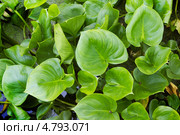 Листва белокрыльника болотного (Calla palustris L.) Стоковое фото, фотограф Александр Романов / Фотобанк Лори