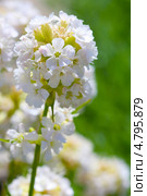 Лихнис вискария ( Lychnis viscaria ). Корневищный неприхотливый многолетник из семейства Гвоздичные. Стоковое фото, фотограф Евгений Мухортов / Фотобанк Лори