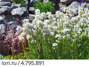 Лихнис вискария ( Lychnis viscaria ). Корневищный неприхотливый многолетник из семейства Гвоздичные. Стоковое фото, фотограф Евгений Мухортов / Фотобанк Лори