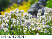 Лихнис вискария ( Lychnis viscaria ). Корневищный неприхотливый многолетник из семейства Гвоздичные. Стоковое фото, фотограф Евгений Мухортов / Фотобанк Лори