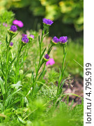 Астра альпийская (Aster alpinus)  — многолетнее корневищное травянистое или полукустарниковое растение. Стоковое фото, фотограф Евгений Мухортов / Фотобанк Лори