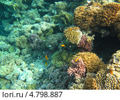 Рыбки красного моря. Стоковое фото, фотограф Робул Дмитрий / Фотобанк Лори