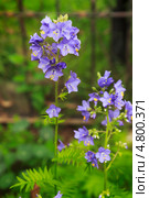 Синюха голубая (Polemonium caeruleum) Стоковое фото, фотограф Александр Романов / Фотобанк Лори