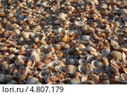 Морские ракушки. Стоковое фото, фотограф Виктория Бородина / Фотобанк Лори