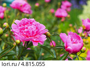 Пион молочноцветковый ( Paeonia lactiflora) — вид травянистых многолетних растений рода Пион семейства Пионовые (Paeoniaceae). Цветущий куст. Стоковое фото, фотограф Евгений Мухортов / Фотобанк Лори