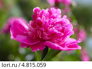 Пион молочноцветковый ( Paeonia lactiflora) — вид травянистых многолетних растений рода Пион семейства Пионовые (Paeoniaceae) Стоковое фото, фотограф Евгений Мухортов / Фотобанк Лори