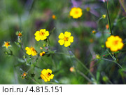 Лапчатка (лат. Potentilla) — один из крупнейших по числу видов род растений из семейства Розовые (Rosaceae) Стоковое фото, фотограф Евгений Мухортов / Фотобанк Лори