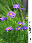 Астра альпийская (Aster alpinus)  — многолетнее корневищное травянистое или полукустарниковое растение. Стоковое фото, фотограф Евгений Мухортов / Фотобанк Лори