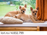 Две собачки породы чихуахуа лежат на подоконнике. Стоковое фото, фотограф Gagara / Фотобанк Лори