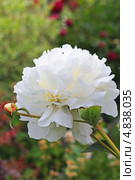 Пион молочноцветковый ( Paeonia lactiflora) — вид травянистых многолетних растений рода Пион семейства Пионовые (Paeoniaceae) Стоковое фото, фотограф Евгений Мухортов / Фотобанк Лори