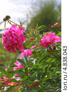 Пион молочноцветковый ( Paeonia lactiflora) — вид травянистых многолетних растений рода Пион семейства Пионовые (Paeoniaceae) Стоковое фото, фотограф Евгений Мухортов / Фотобанк Лори