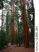 Национальный парк "Секвойя". Калифорния. США. Sequoia National Park (2013 год). Стоковое фото, фотограф Klarissan / Фотобанк Лори