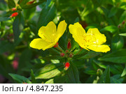 Энотера кустарниковая  (Oenothera fruticosa L. ) Стоковое фото, фотограф Евгений Мухортов / Фотобанк Лори