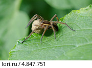 Паук Охотник каёмчатый (Dolomedes fimbriatus) с яйцевым коконом. Стоковое фото, фотограф Елена Коромыслова / Фотобанк Лори