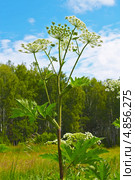 Борщевик обыкновенный (Heracleum sphondylium) Стоковое фото, фотограф Евгений Мухортов / Фотобанк Лори