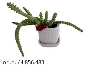 Гуэрния (гуерния) кенийская (Huernia keniensis), семейство ластовневые. Стоковое фото, фотограф Светлана Чуйкова / Фотобанк Лори