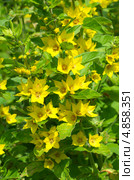 Вербейник (Lysimachia) Стоковое фото, фотограф Елена Коромыслова / Фотобанк Лори