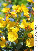 Энотера кустарниковая  (Oenothera fruticosa L. ) Стоковое фото, фотограф Евгений Мухортов / Фотобанк Лори
