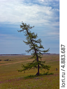 Одинокая лиственница, растущая на берегу озера Байкал. Стоковое фото, фотограф Сергей Гусев / Фотобанк Лори