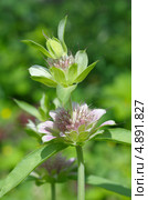 Зацветающий лимонный бергамот (Monarda citriodora) Стоковое фото, фотограф Елена Коромыслова / Фотобанк Лори