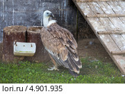 Белоголовый сип. Стоковое фото, фотограф Сергей Лаврентьев / Фотобанк Лори
