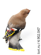 Свиристель, Bombycilla garrulus, Waxwing. Стоковое фото, фотограф Василий Вишневский / Фотобанк Лори